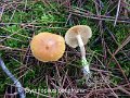 Gymnopilus penetrans-amf808